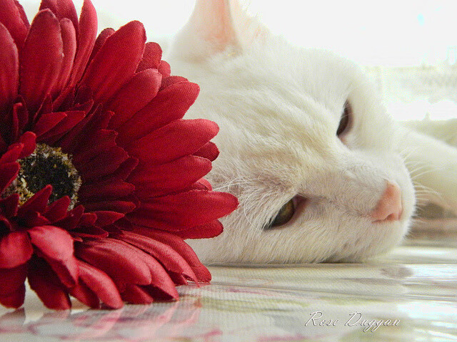 冰封之城，熔岩之心，当武切维奇的生涯之夜撞上太阳的钢铁防线