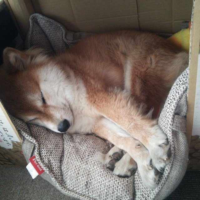 萨卡的关键一击,比利时绝境逢生,葡萄牙饮恨出局