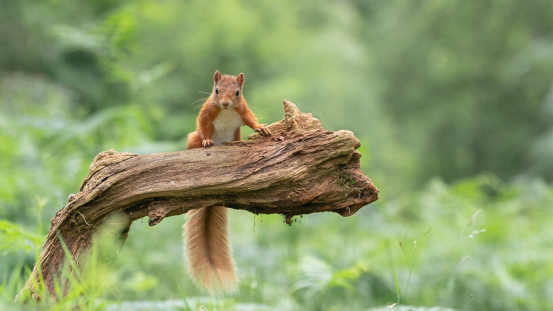 F1街道赛焦点战,魔术正面击溃广东队的赛道启示录