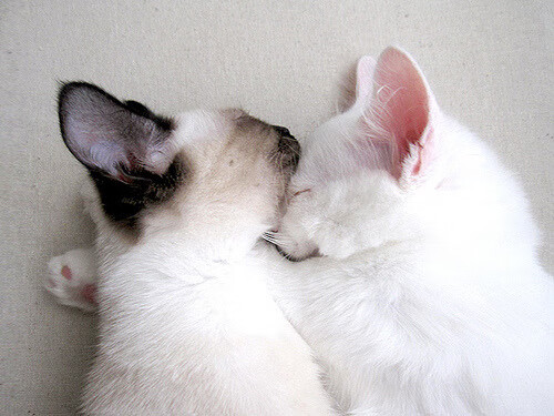 从质疑到主宰,意甲焦点战之夜,努涅斯用双脚重写故事