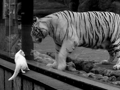 柏林之鹰降临波斯湾，格纳布里在委内瑞拉与卡塔尔的命运缝隙中连击