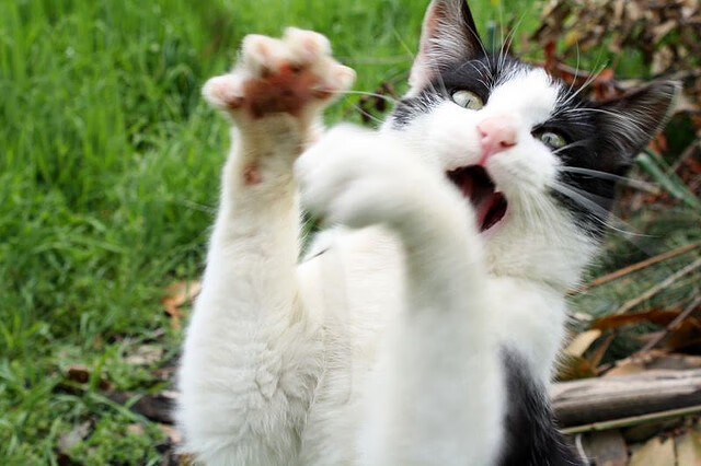 破壁者,当东契奇用篮球演奏三维乐章