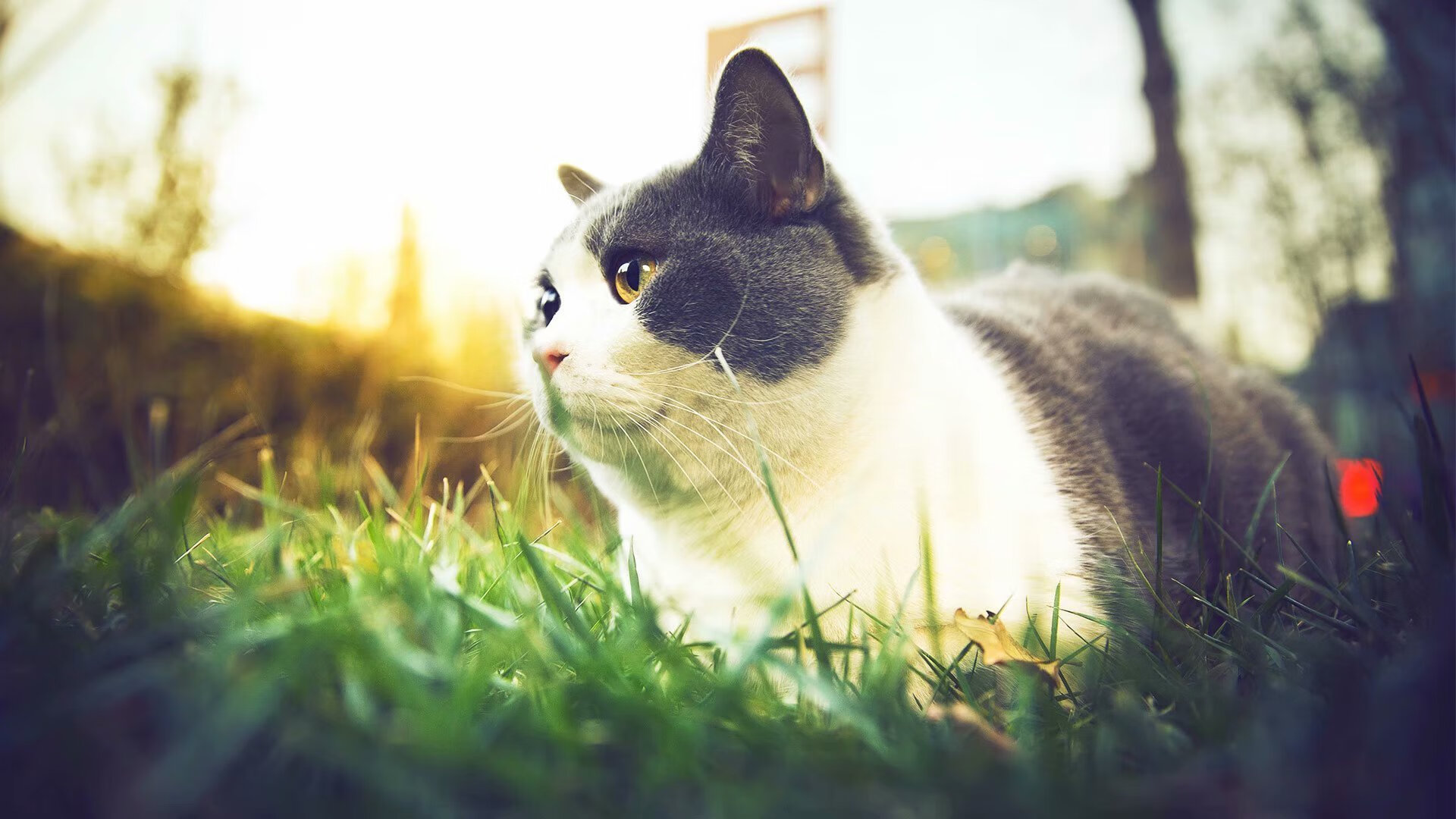 归化奇迹!内马尔关键先生首秀,乌克兰主场粉碎威尔士改写欧洲足球格局