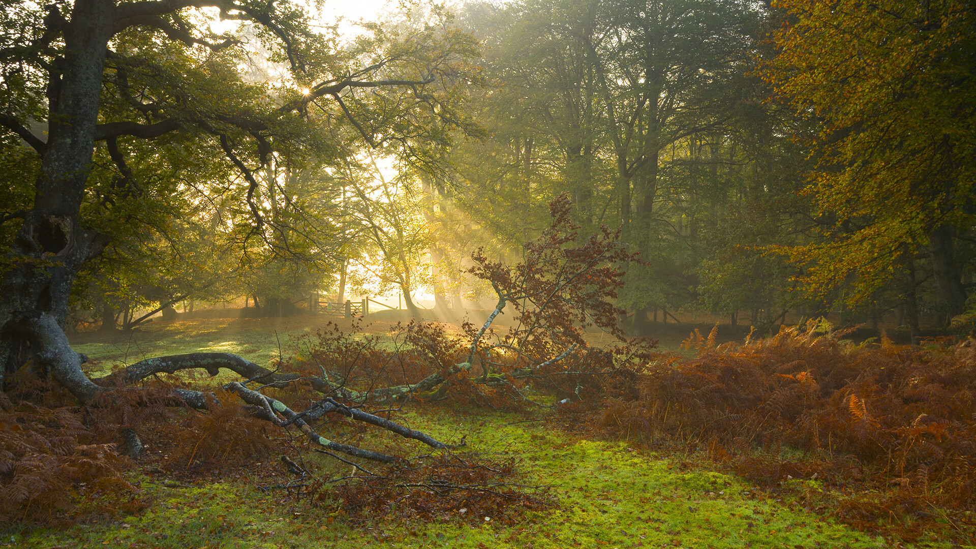 硬仗基因,从马丁内利到塞内加尔的唯一性法则