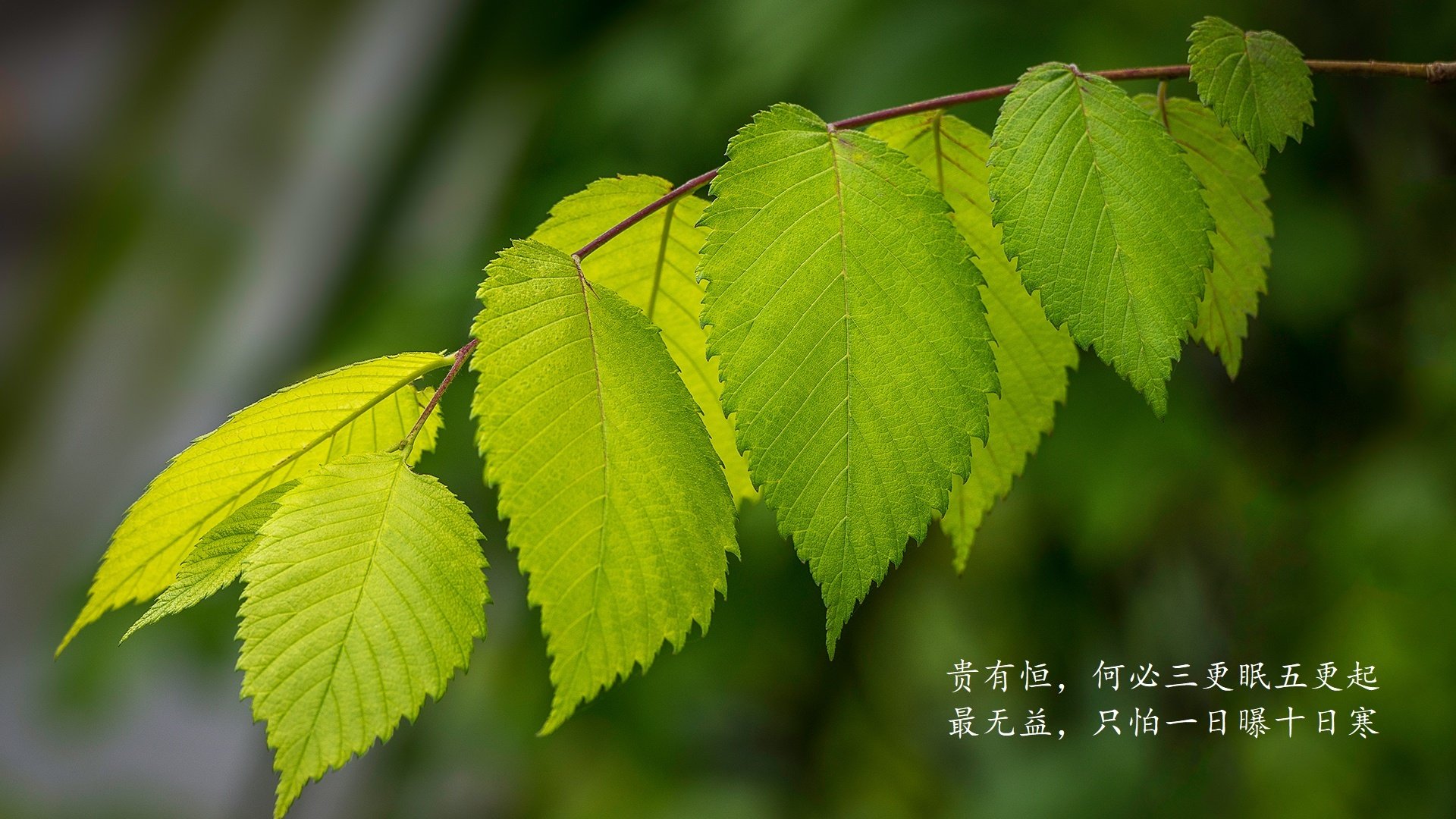 凯恩的掌控艺术,墨西哥与韩国对决中的唯一性转折