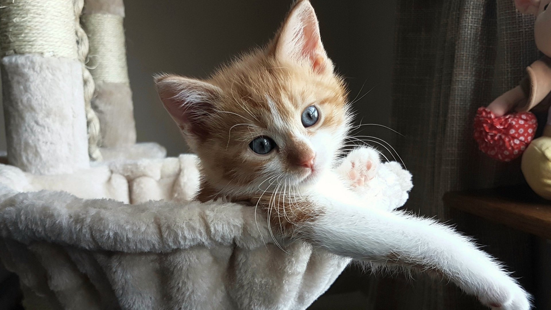 雷火电竞-奥斯梅恩评分满分闪耀巴黎，主场强势击溃厄瓜多尔创纪录